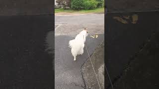 保護犬 #いぬのいる暮らし #癒やし #いぬ #愛犬