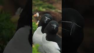 Download lagu Razorbill, burung yang keren - PENAMPILAN FUTURISTIK #burung #alcatorda #videopendek #videoviral #razorbill mp3