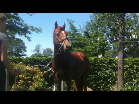 Chakalaka de Luxe (FS Chicago x Courage)