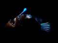 Anglerfish Sound Effects Finding Nemo Live Action 2026