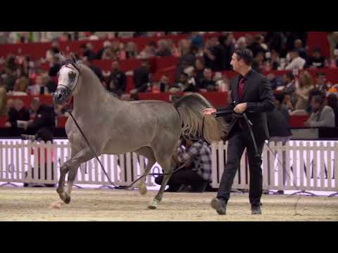 DAWWAS ALSAYED - Yearling Colts Class, 2022 Paris Arabian Horse World Championship