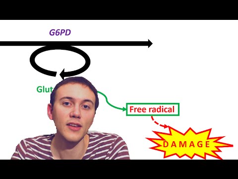 Anemia explained 2/3
