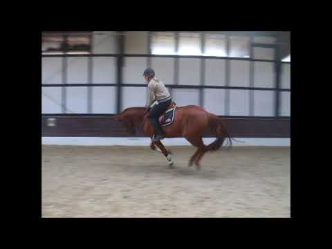 LIAM 5j. v. Los Angeles -for sale- VB 12.500,- Euro