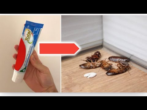 Men Remèd Mirak Pou Kay Lan, Elimine Tout Ravèt Rapid Vit