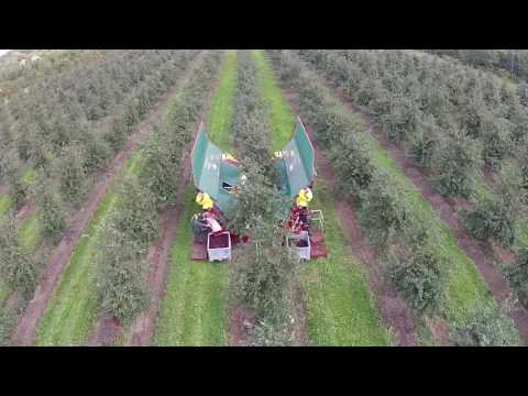 Blomstring og høst af kirsebær hos Frederiksdal Gods