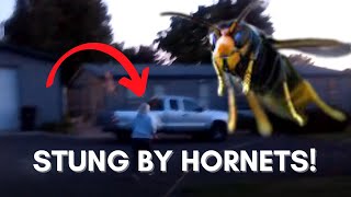 STUNG by a HORNET! (My Poor Mother)