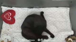 Ramona giving birth to her final litter of kittens!  TinyKittens.com