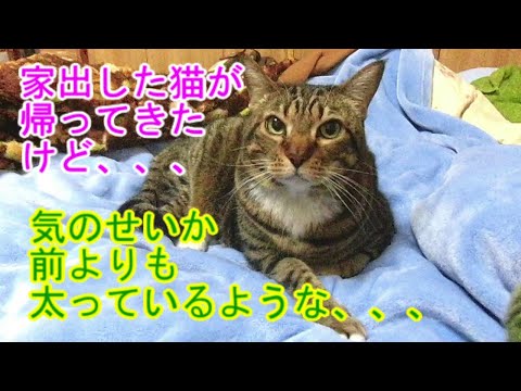 ｟猫のほのぼのする話🐟｠家出した猫が帰ってきたけど、、、気のせいか、なんか、、、