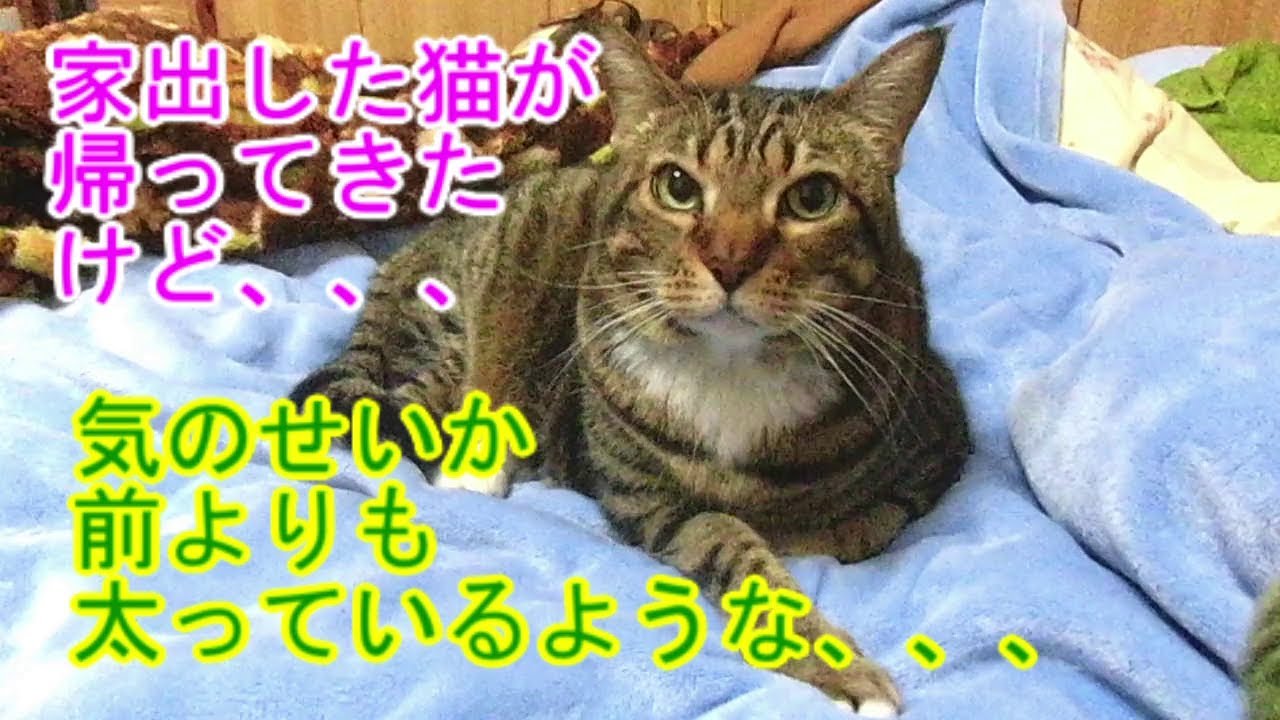 ｟猫のほのぼのする話🐟｠家出した猫が帰ってきたけど、、、気のせいか、なんか、、、