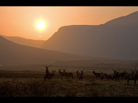 Alladale Wilderness Reserve: Nature Nerd's Highland Fling