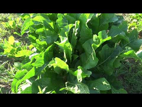 CULTIVATION OF HORSERADISH - an iron plant