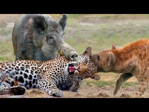 Most Amazing Moments Of Wild Animal 2022 – Wild Discovery Animals Part2