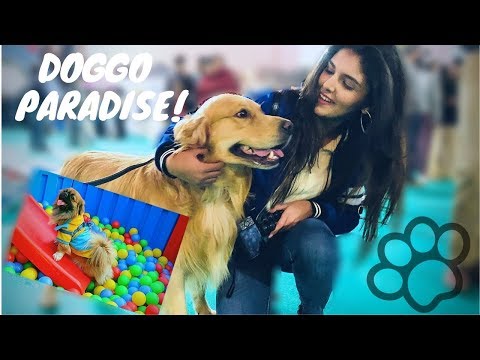 Try not to AWW! | DOGGO PARADISE!!