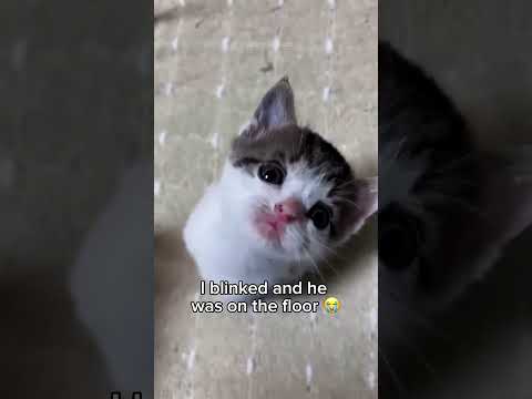 Part 11 #funny #cat#WatchNow
