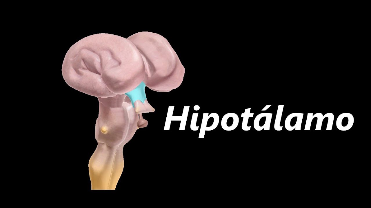 Anatomia do Hipotálamo em 3D