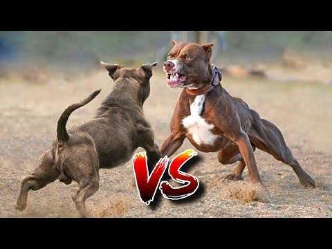 Part of a video titled 10 BEST FIGHTING Dogs In The World | Top 10 Fighting Dog Breeds