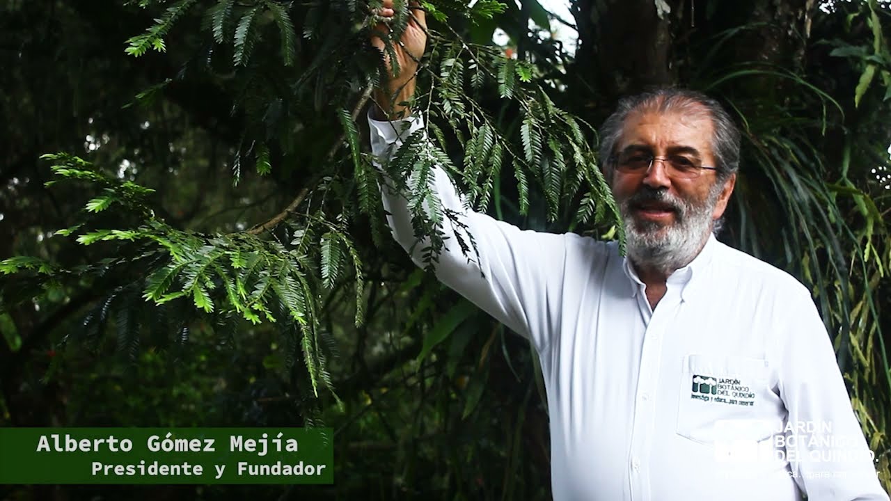 Pino colombiano (Retrophyllum rospigliosii)