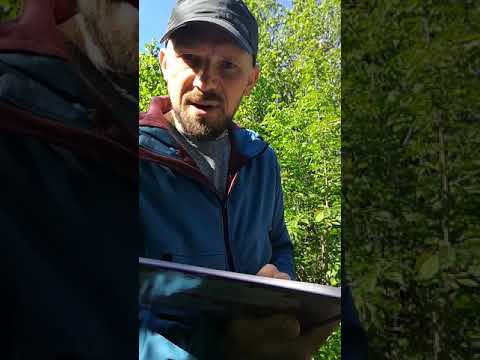 dr Tomasz Samojlik czyta o żubrze Pompiku