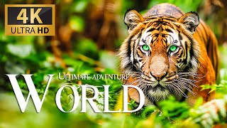 Ultimate Adventure World 4K🐯Majestic Encounters with Wild Animals in the Wilderness with Relax Music