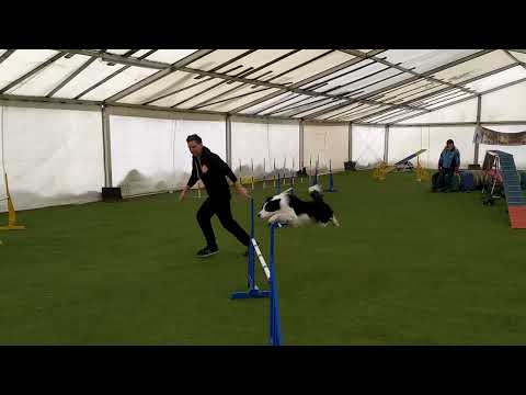 2022.04.02 Agility A2 exam (third point to A3) - Akcja Egzaminacja i Zeróweczki