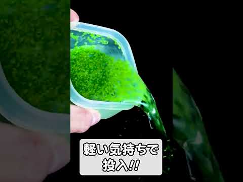 カナダの水草 植物