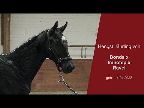 Hengstjaehrling v Bonds x Imhotep x Ravel 2022