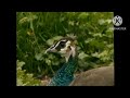 Bim And Bam In The Animal World Peacock 2003 Part 3