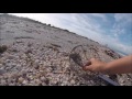 Finding Shells, Shark's Teeth and Sea Glass Using the Beach Buddy Finding Shells, Shark's Teeth and Sea Glass Using the Beach Buddy