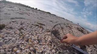 Finding Shells, Shark's Teeth and Sea Glass Using the Beach Buddy