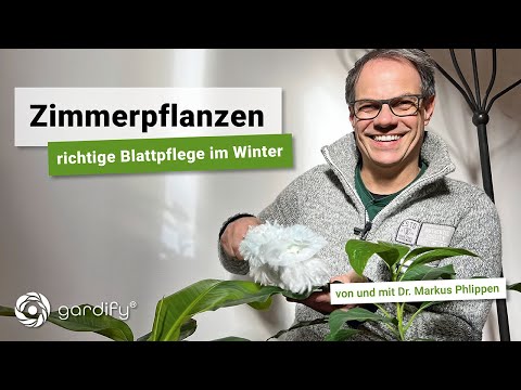 Houseplants - Proper leaf care in winter | gardify tips