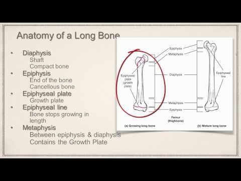 Long Bone Anatomy