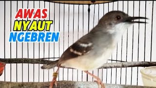 Download lagu Suara Ciblek gacor ngebren variasi   suara ciblek betina || pancingan ciblek agar cepat bunyi mp3