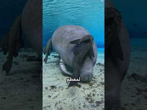 لماذا هذه هي أكثر سمكة مكروهة في العالم 🐟❌