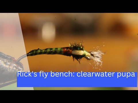 Tying a clear water pupa for challenging chironomid fishing.