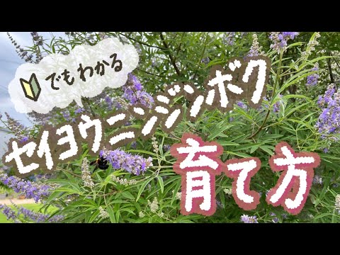 リセ ポティエについて詳しく解説