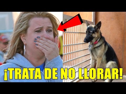 Esta Es La Historia De Adopción De Oddie