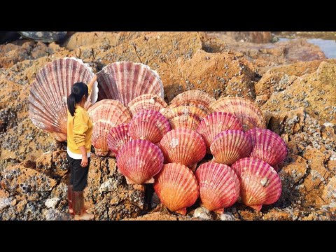 Giant pearl scallops. Ying catches a variety of seafood hidden in the deep sea.