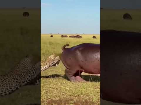 Leopard vs Rhino 🐆🦏 | Brutal Attack Turns Into an Unbelievable Scene
