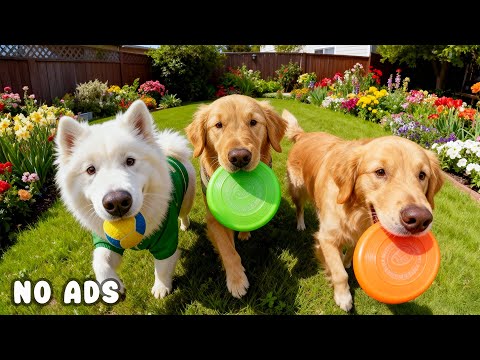 24 Hours of Dog TV for Dogs to Watch 🐕🎵 Soothing Sounds for Energetic Dogs & Stress Free Play 🐾✨