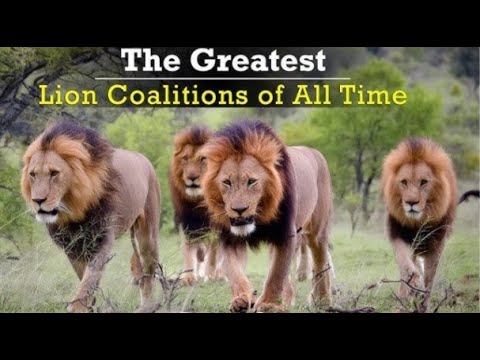 Lions ¦ The Big 5 Coalitions Of Sabi Sands