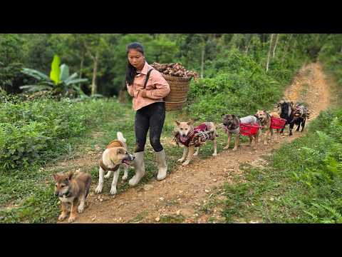The journey to the market to sell ginger with my four-legged friends. - ha thi muon