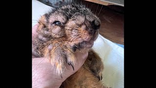 Baby Fox Squirrel with Squirrel Pox: Feeding, Medicating & Treating Wounds (recorded Live)