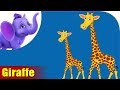 Giraffe Rhymes, Giraffe Animal Rhymes Videos for Children