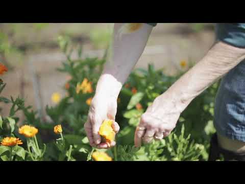 Farm To Factory - Adirondack Fragrance & Flavor Farm