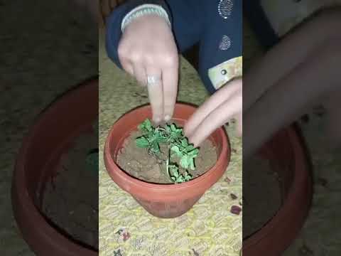 Planting and Caring for Medicinal Plants/Greening for well being Project/Nisreen Alswaiti/Jordan