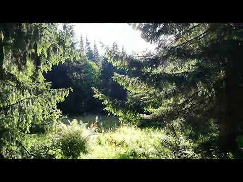 Căminul Alpin - Vf Bucsoiu. Poiana Costilei