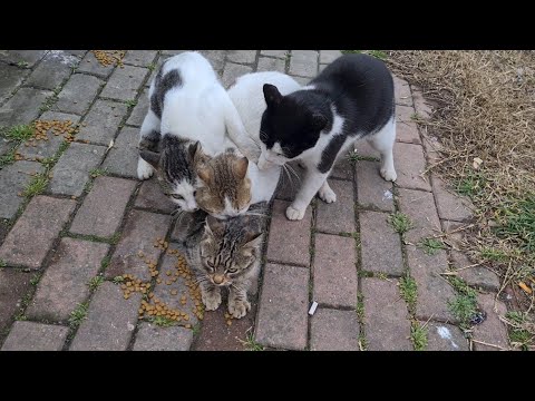 YouTube video about: Will a female cat kill other cats kittens?