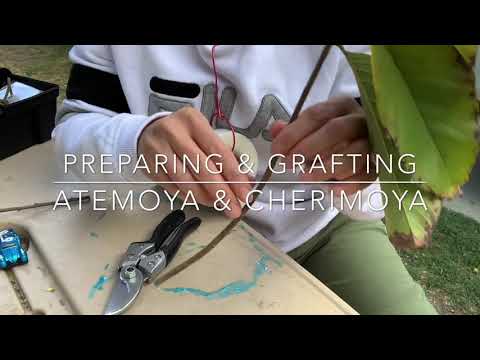 Atemoya: Prepping & Grafting Atemoya