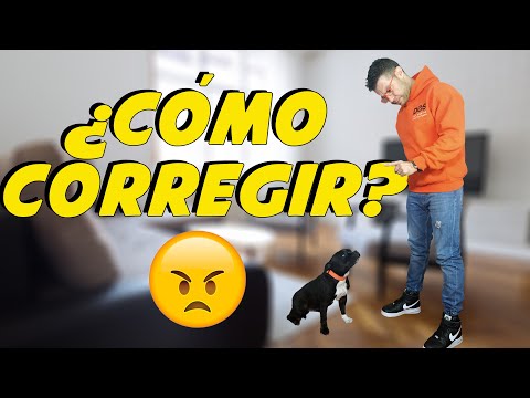 How to Correct a Dog ❌🐶 | Dog Training 📝