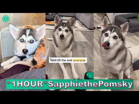 *1 HOUR* Sapphie the Pomsky TikTok Compilation 2023 | New Sapphie the Pomsky TikTok Videos